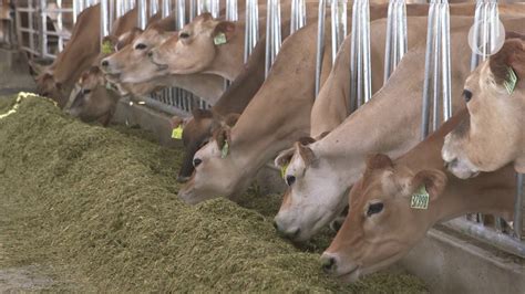 sulasoktv.vom|Oregon is home to the largest dairy in the nation, here's a.